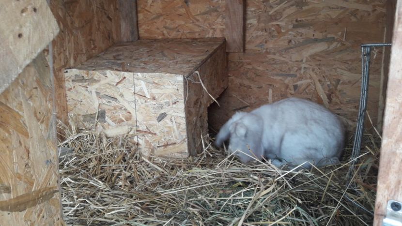  - Femela frosty pe albastru