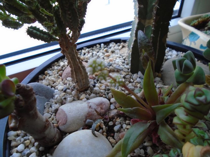 Crassula orbicularis - Suculente 2018