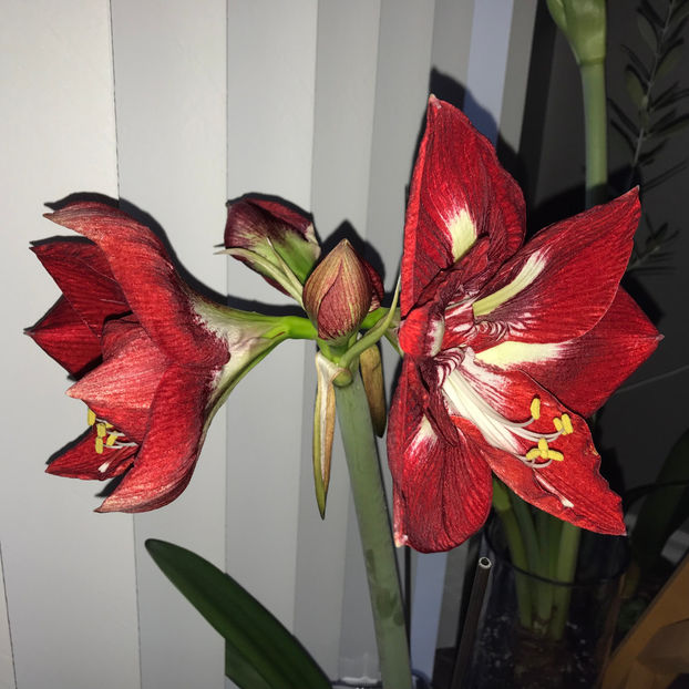  - 2018 Plante de interior