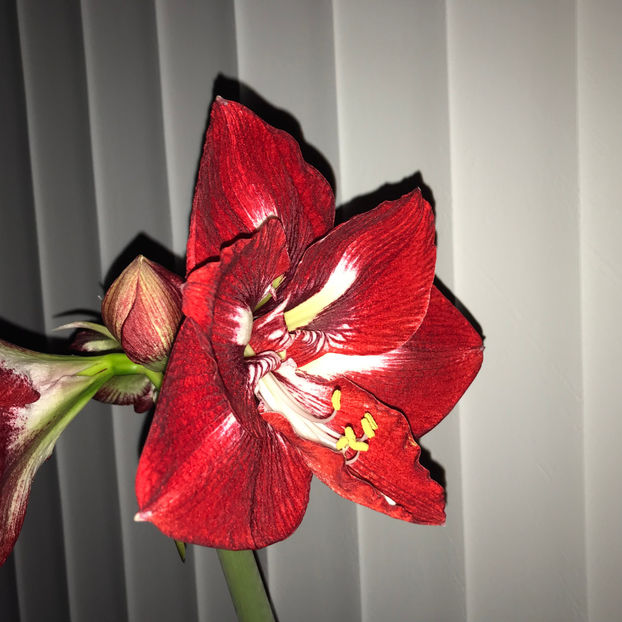  - 2018 Plante de interior