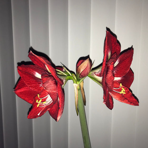  - 2018 Plante de interior