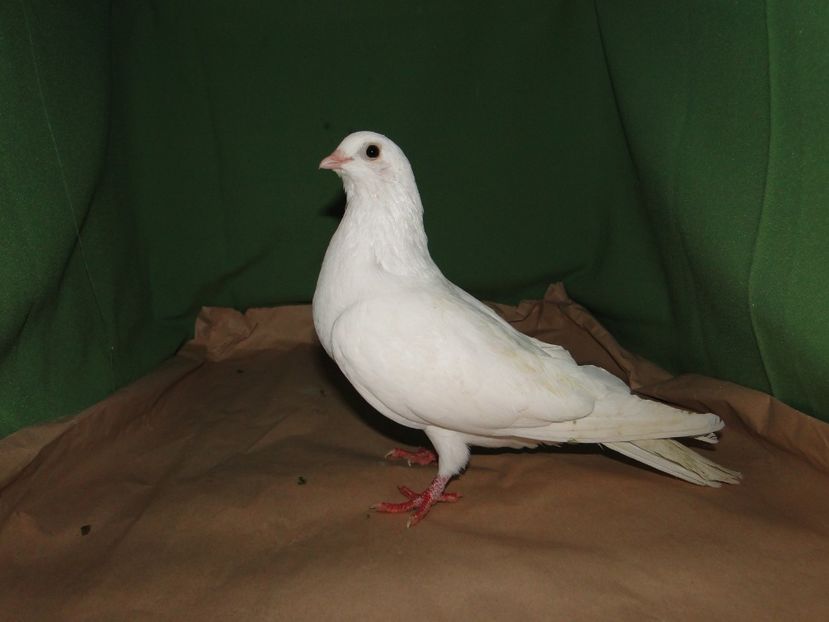  - porumbei care mi-au apartinut