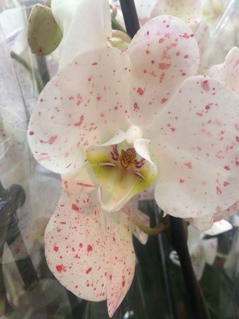 Pahle -18.12.2018 - 1 Sylvia