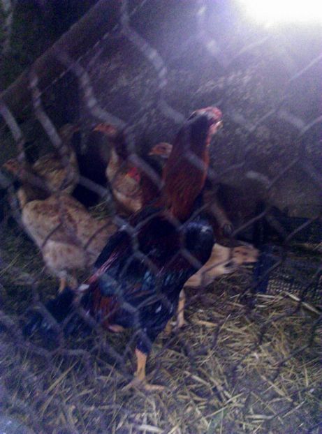  - Combatant malaez 2018-2019