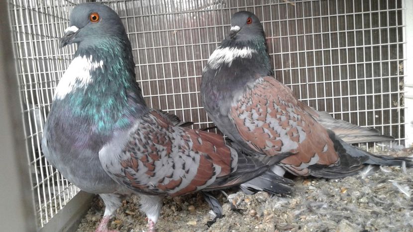  - De vanzare Carieri