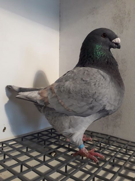 M 2018 - Masculi matca 2019