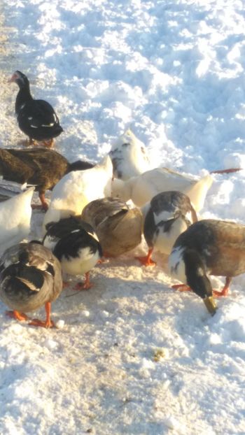 prin zapada - Ratuste comune bobocei 18 !!