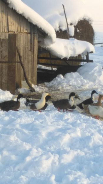  - Ratuste comune bobocei 18 !!