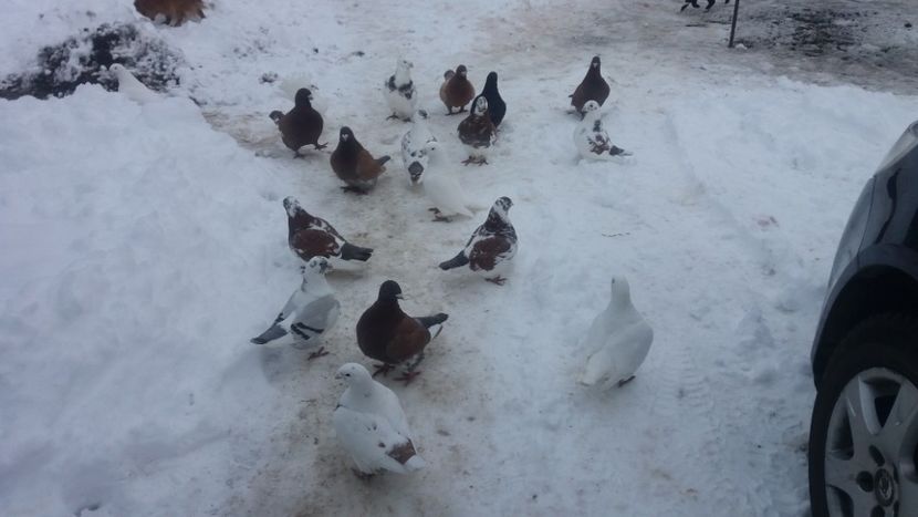  - 6-AMERICANI MATCĂ 2019