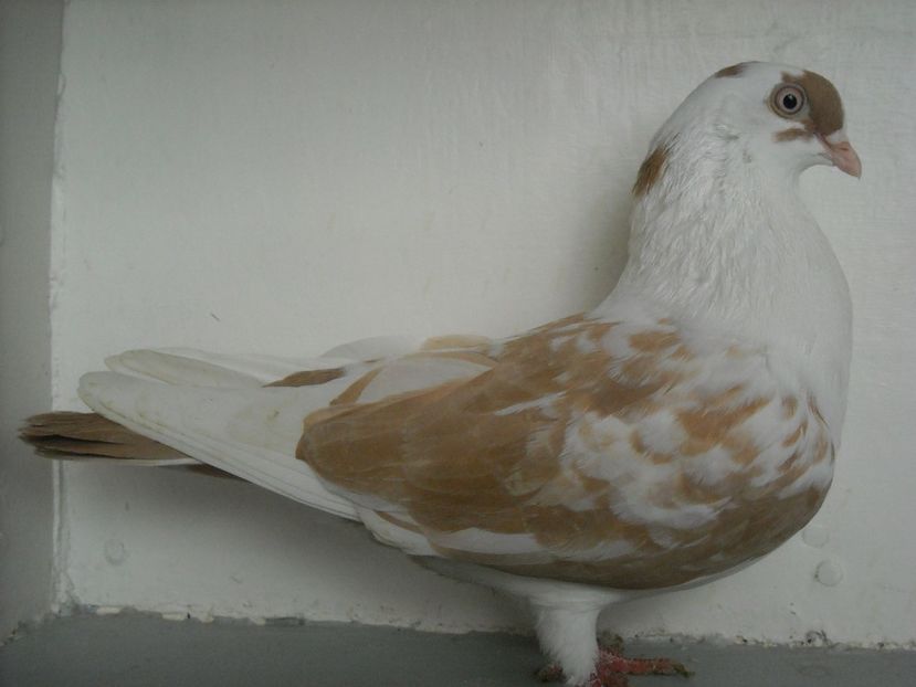  - PORUMBEI CARE MI AU APARTINUT