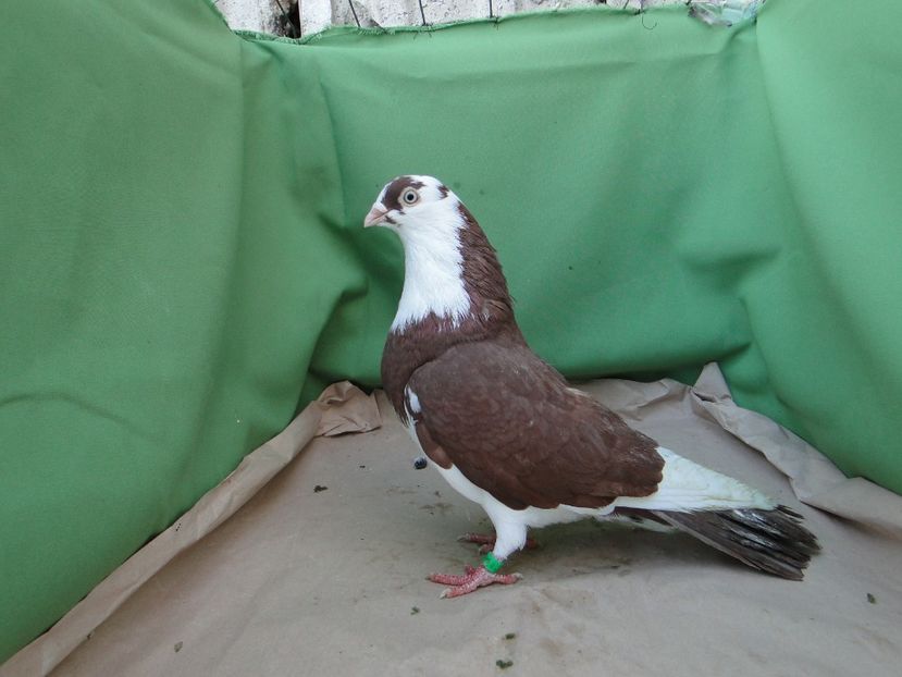 M 2018_4170 - arhiva_porumbei dragi mie