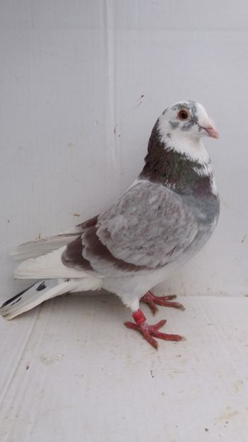 M 2017 vandut - De! voiajori vanduti