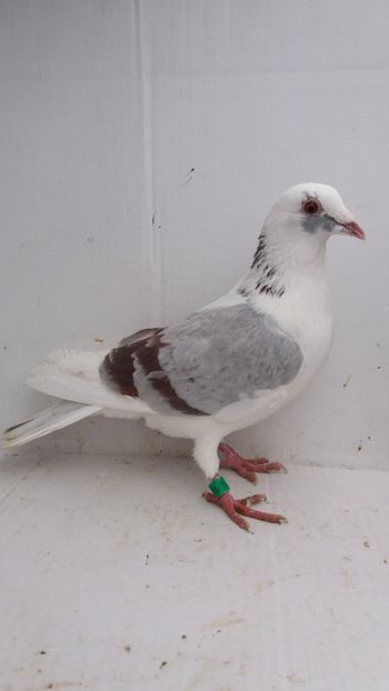 F 2018 vanduta - De! voiajori vanduti