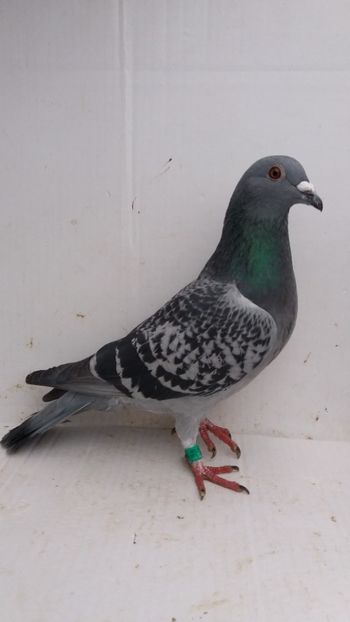 F 2018 vanduta - De! voiajori vanduti