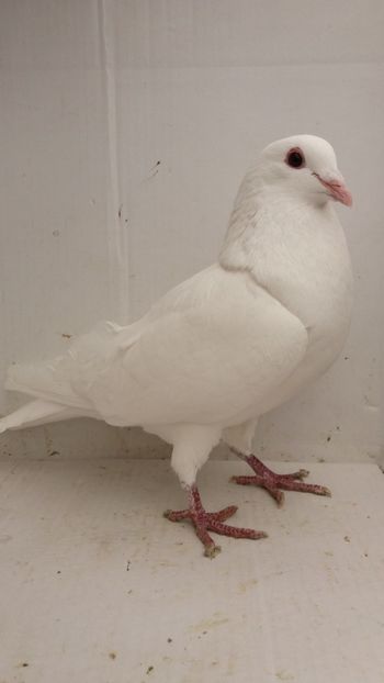 M 2017 vandut - De! voiajori vanduti