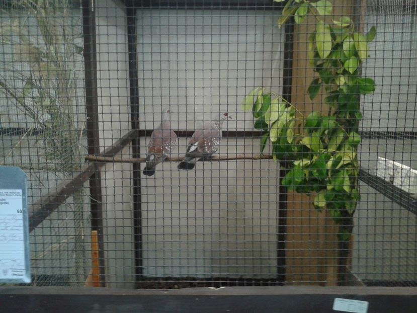 Fotografie0043 - 29---expozitie Leipzig- Germania 2018