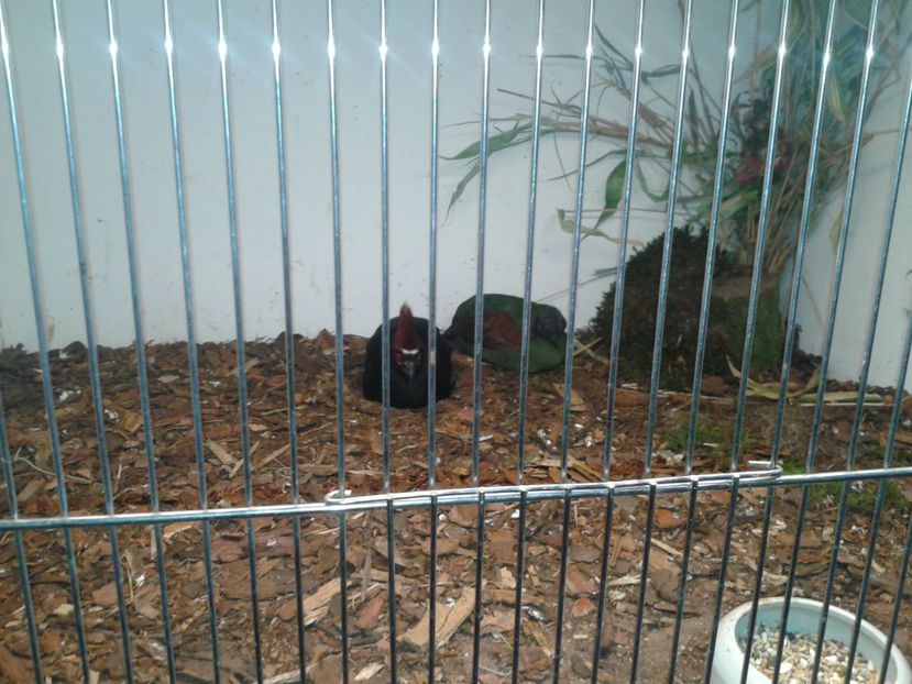 Fotografie0055 - 29---expozitie Leipzig- Germania 2018