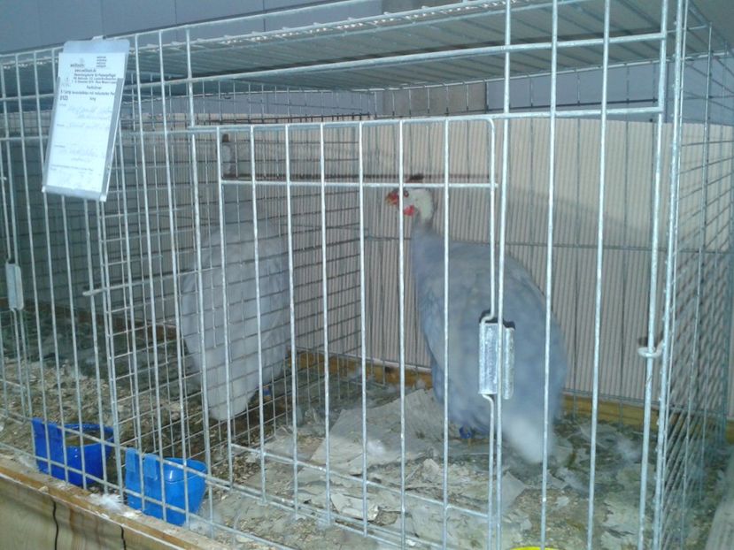 Fotografie0101 - 29---expozitie Leipzig- Germania 2018