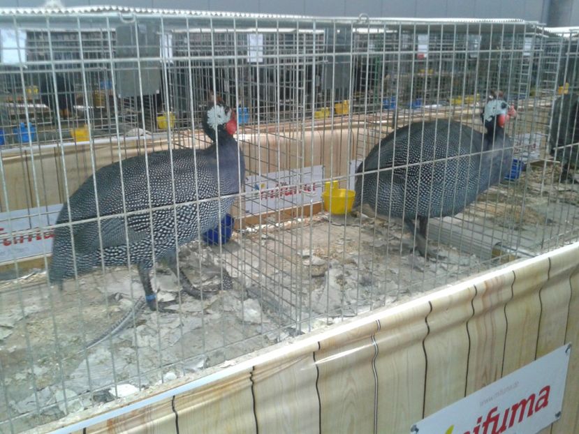 Fotografie0116 - 29---expozitie Leipzig- Germania 2018