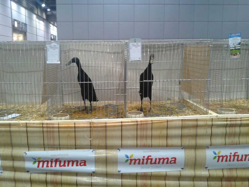 Fotografie0130 - 29---expozitie Leipzig- Germania 2018