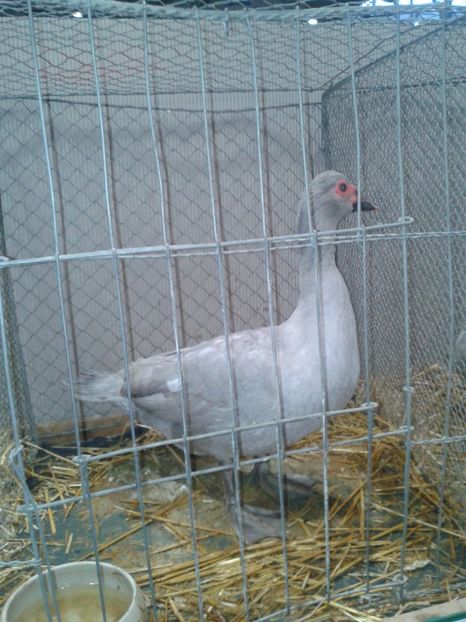 Fotografie0140 - 29---expozitie Leipzig- Germania 2018