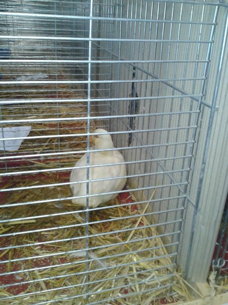 Fotografie0143 - 29---expozitie Leipzig- Germania 2018