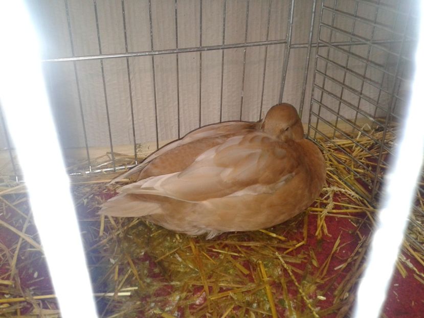 Fotografie0149 - 29---expozitie Leipzig- Germania 2018