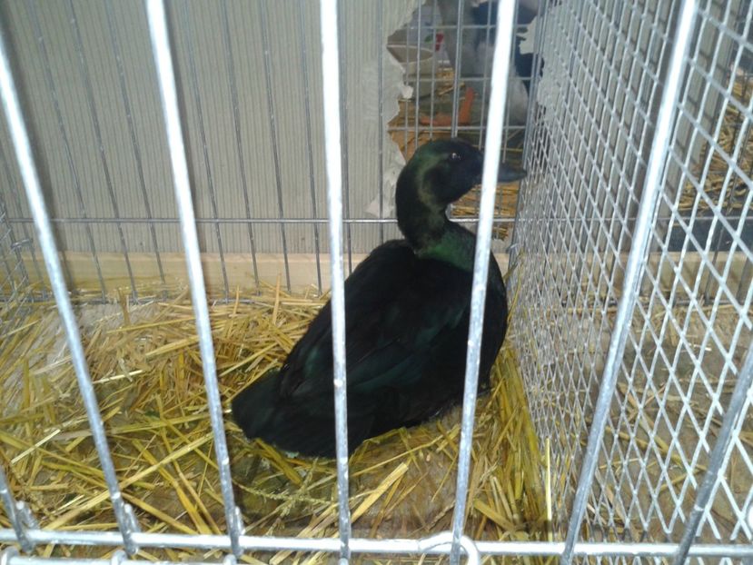 Fotografie0155 - 29---expozitie Leipzig- Germania 2018