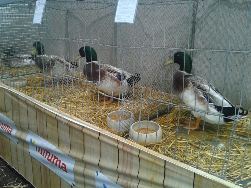 Fotografie0157 - 29---expozitie Leipzig- Germania 2018