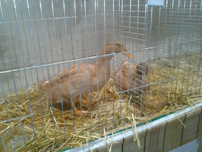 Fotografie0164 - 29---expozitie Leipzig- Germania 2018