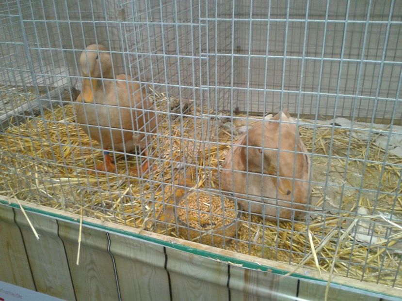 Fotografie0165 - 29---expozitie Leipzig- Germania 2018