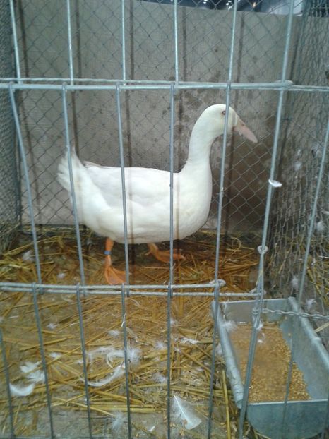 Fotografie0169 - 29---expozitie Leipzig- Germania 2018