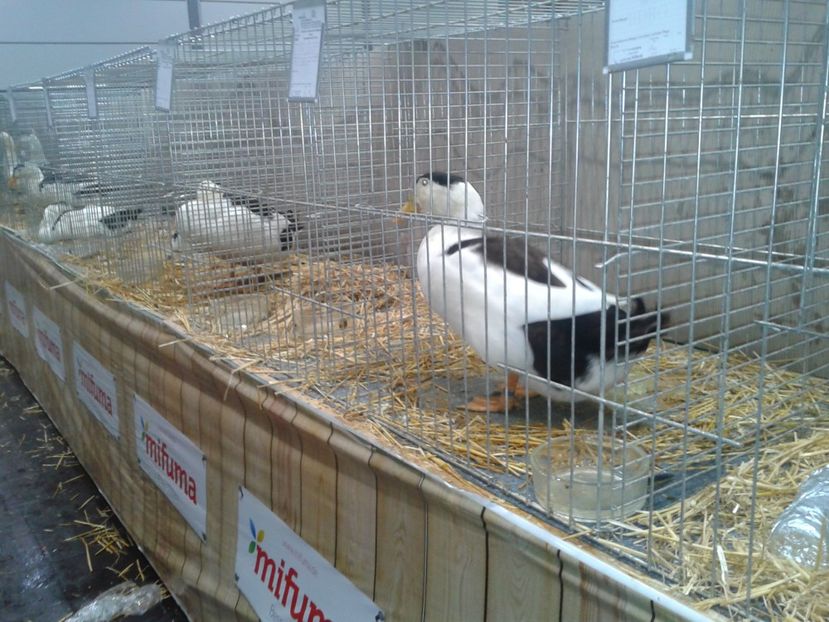 Fotografie0175 - 29---expozitie Leipzig- Germania 2018