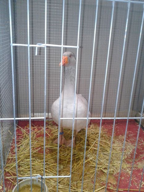 Fotografie0180 - 29---expozitie Leipzig- Germania 2018