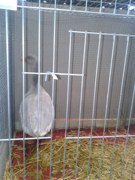 Fotografie0181 - 29---expozitie Leipzig- Germania 2018