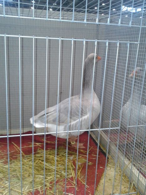 Fotografie0182 - 29---expozitie Leipzig- Germania 2018