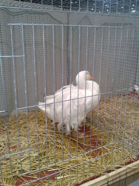 Fotografie0183 - 29---expozitie Leipzig- Germania 2018