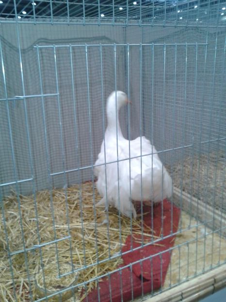 Fotografie0184 - 29---expozitie Leipzig- Germania 2018