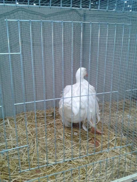 Fotografie0185 - 29---expozitie Leipzig- Germania 2018