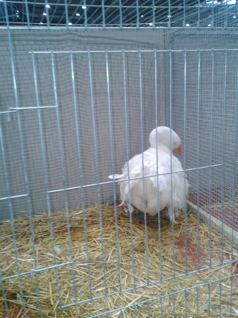 Fotografie0186 - 29---expozitie Leipzig- Germania 2018