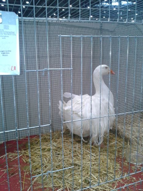 Fotografie0187 - 29---expozitie Leipzig- Germania 2018