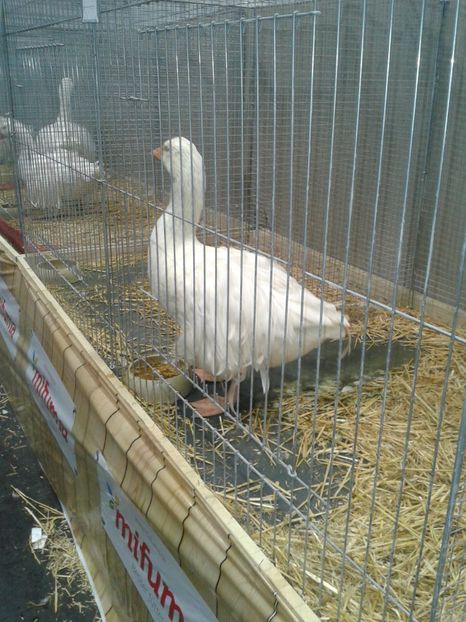 Fotografie0188 - 29---expozitie Leipzig- Germania 2018