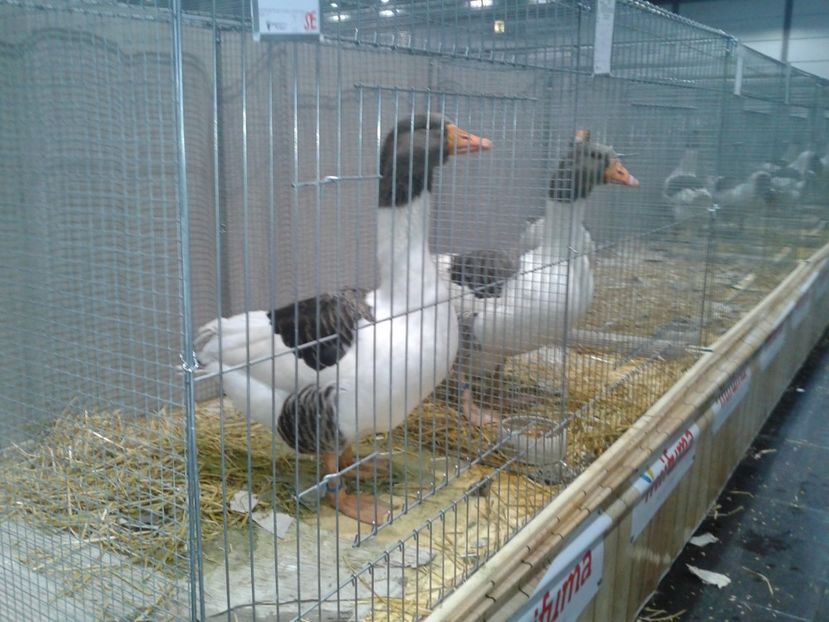 Fotografie0190 - 29---expozitie Leipzig- Germania 2018