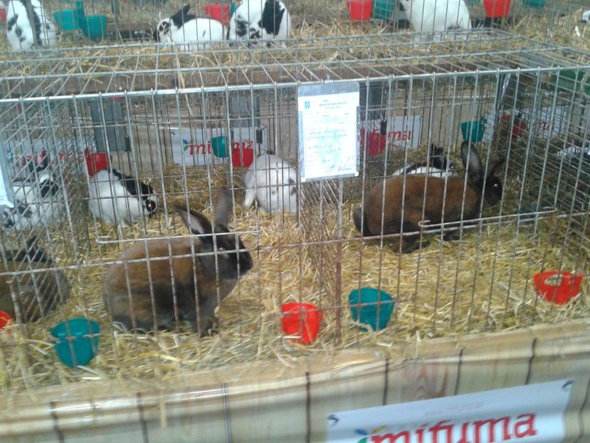 Fotografie0209 - 29---expozitie Leipzig- Germania 2018