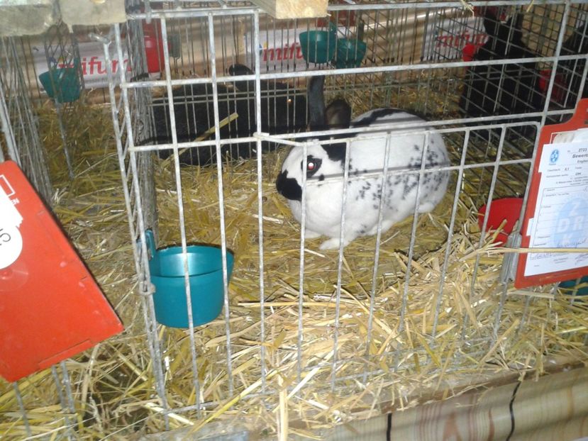 Fotografie0223 - 29---expozitie Leipzig- Germania 2018