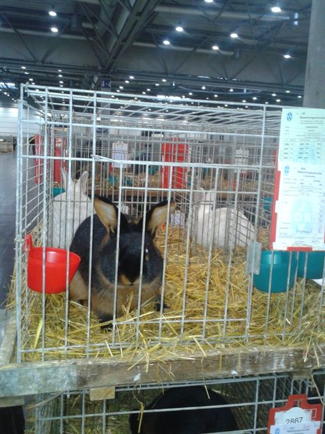 Fotografie0225 - 29---expozitie Leipzig- Germania 2018