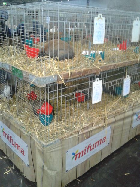 Fotografie0227 - 29---expozitie Leipzig- Germania 2018