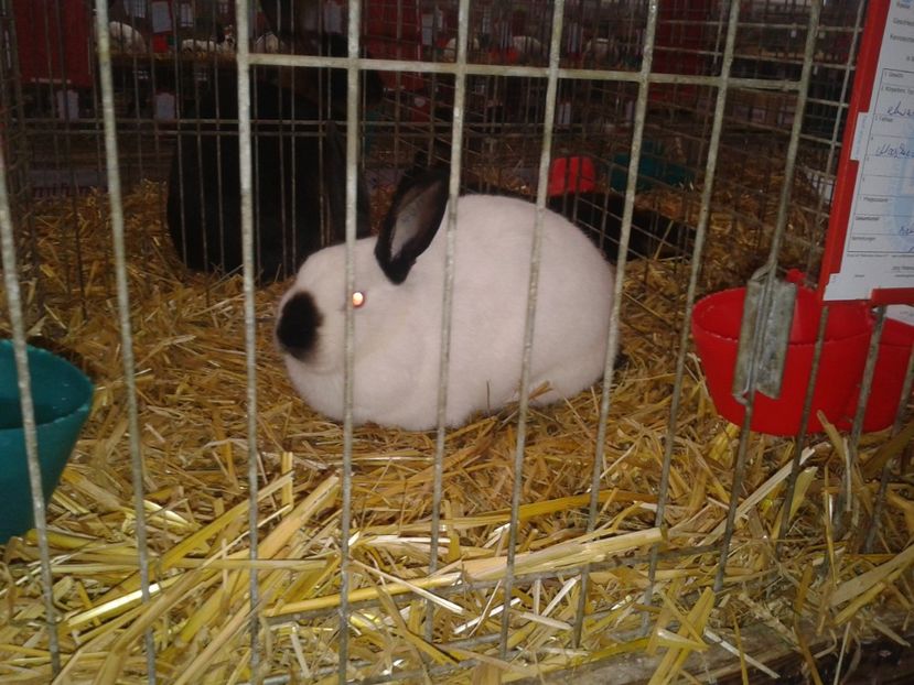 Fotografie0228 - 29---expozitie Leipzig- Germania 2018