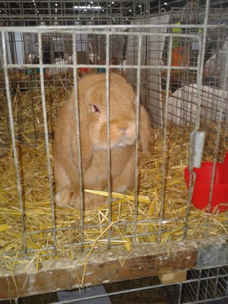 Fotografie0229 - 29---expozitie Leipzig- Germania 2018