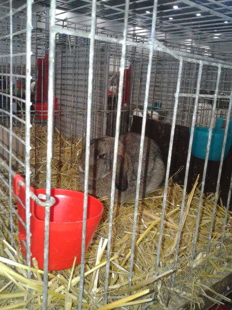 Fotografie0231 - 29---expozitie Leipzig- Germania 2018